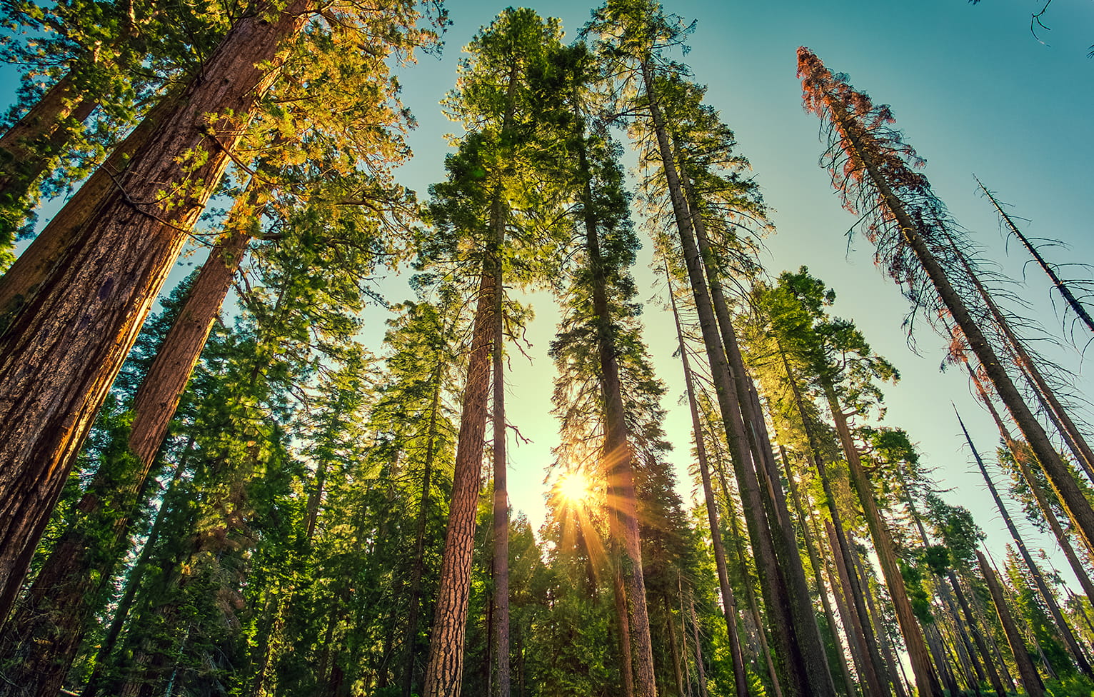 Tall redwood trees seen from below with sunlight through the canopy